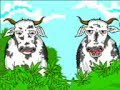 Vacas noiadas