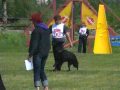 Nievskii IPOdrom 2010, B-91|1. Рядом - очень хорошо <br/>2. Сидеть из движения - очень хорошо <br/>3. Лежать из движения - высокое хорошо <br/>4. Стоять из движения - ??? <br/>5. Поднос аппорта 2 кг - хорошо <br/>6. Аппорт с метровым барьером - еще очень хорошо <br/>7. Аппорт горка - еще очень хорошо <br/>8. Высыл - еще очень хорошо <br/>9. Выдержка - очень хорошо