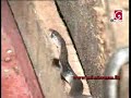 38 cobra hatchlings found in Badalgama
