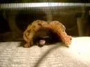 Minty-The-Leopard-Ge