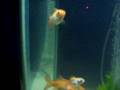 videos de Baby goldfish