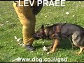 German Shepherd Dog : KOZAK LEV PRAEE ISRAEL German Shepherd Dog : KOZAK LEV PRAEE ISRAEL