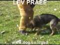 German Shepherd Dog : KOZAK LEV PRAEE ISRAEL