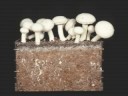 Paul Stamets-A Brief Sample