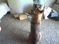 My dog chuie