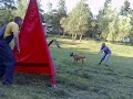 Malinois,Ela a Ester pod Cvilinem,kusačka Jelenec 2008