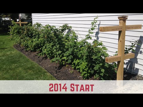 how to fertilize red raspberries