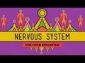 The Nervous System - CrashCourse Biology #26