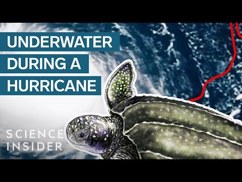 What Happens To Fish During A Hurricane