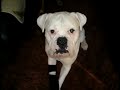 my white boxer and rottweiler tribute