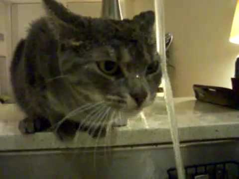 Cat With A Drinking Problem