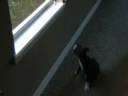 Jager_Window_Play.wmv Jager_Window_Play.wmv