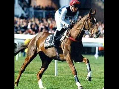 horses grand national horses grand national