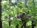 pink-necked green pigeon father feeding squabs