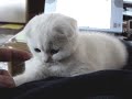 Scottish Fold?????????