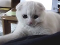 Scottish Fold 【至福の時にゃ】