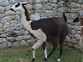 Llama being born - Machu Picchu Part 3 Llama being born - Machu Picchu Part 3