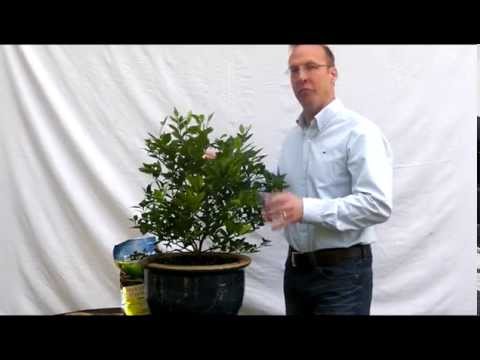 how to fertilize dwarf citrus trees