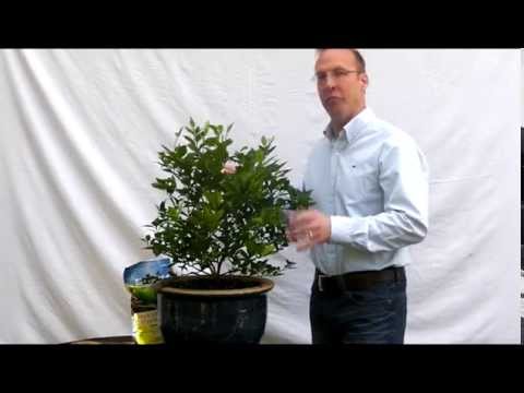 how to fertilize grapefruit trees