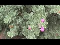 Click here to watch this video Midland College landscape with Sony DCR-HC62
