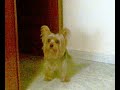 Zeus cantando con Flow My Tears Video 1