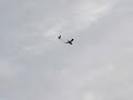Aerobird Swift