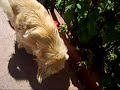 Perro Cachero