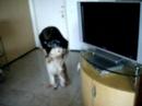 koberomeroo flly dan�ando
