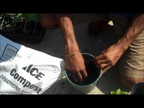 how to transplant epiphyllum