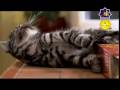 Billi boli chuhe raja