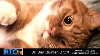 Fulton County Animal Shelter Adoptables