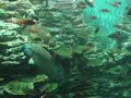 Magnificant 2 story high fish tank Busan
