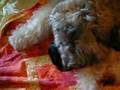 New-Born-Z-Puppies
