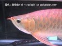 ?????? ???3?? ?????4? ?????? LOVE FISH??? ?????? ???3?? ?????4? ?????? LOVE FISH???