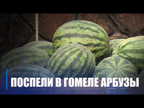 У фермера з-пад Гомеля вырас самы вялікі кавун у Беларусі видео