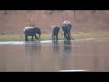 Elephants Elephants