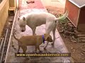 APBT-ESP,APBT, MAYDAY DOGS, Openhouse�s GASOLINA.
