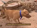 APBT-ESP,APBT, MAYDAY DOGS, Openhouse´s GASOLINA.