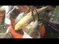 Koi fish ~ ( koi ! ) Koi fish ~ ( koi ! )