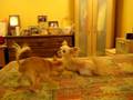 videos de Tuffy Howling