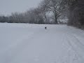 Papillon Muppet comes running in the snow on Christmas Eve