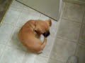 Puggle Roxanne Chasing Tail
