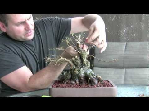 how to replant a ficus bonsai