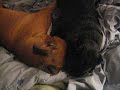 pug and boxer playtime