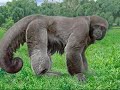 i love animals yay! i love animals yay!