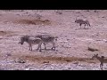 Wild animals in Namibia 2007 (part 1) Wild animals in Namibia 2007 (part 1)