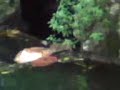 ratto al parco sempione