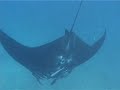 magnifique raie manta ray looping a Nouméa