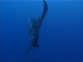 magnifique raie manta ray looping a Noum�a