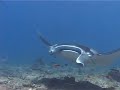 magnifique raie manta ray looping a Nouméa